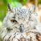 A winking owl