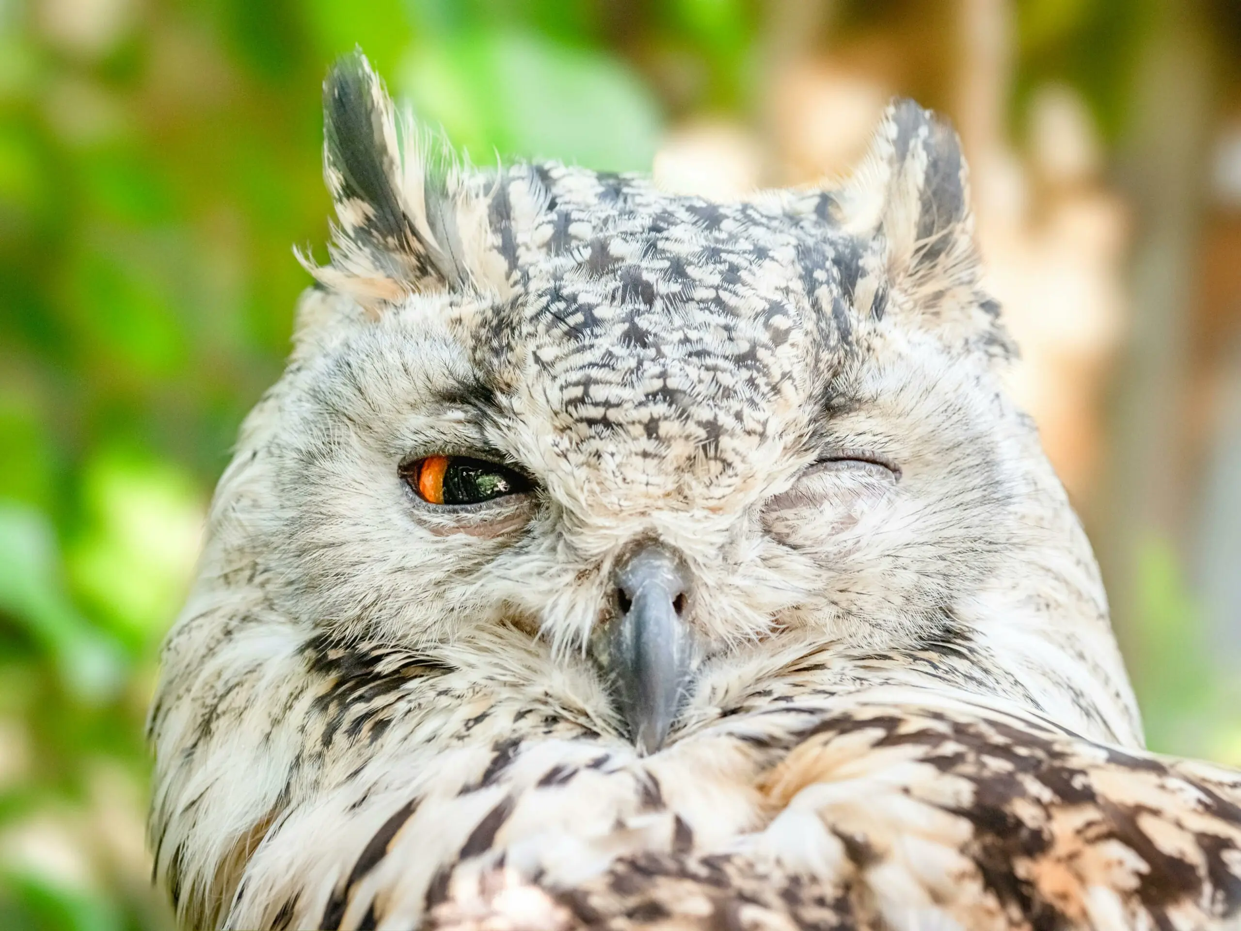 A winking owl